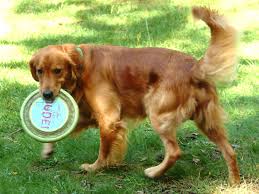 Then take a look — mites will look like teeny, tiny dots on the cloth. How To Get Rid Of Your Dog S Ear Mites Naturally Pethelpful