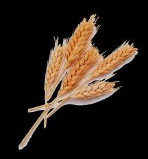 Young Israel of St. Louis