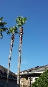 We can assist with tree removal, tree trimming, tree pruning, stump grinding, and more. Services Green Landscape Orlando