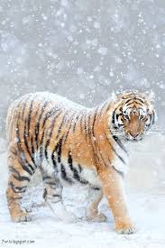 صور حيوانات Animals Animals Beautiful Cute Animals