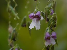 Image result for Thalia geniculata