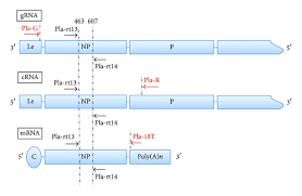 Schematic Chart Of Primer Design A Schematic View Of Ndv