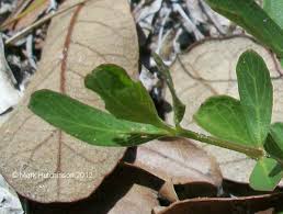 Image result for Dyschoriste albiflora