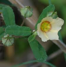 Image result for Sida rhombifolia