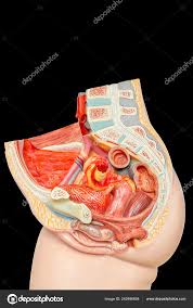 Illustrated atlas of thefemale abdominal. Em 3304 Lower Abdomen Diagram Free Diagram