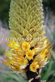 Image result for Aloe tauri