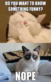 Pin On Cat Pictures