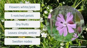 Image result for Caryophyllaceae