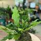 Kokedama Class event in Evansville, IN