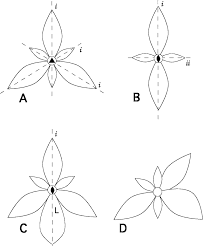 Bilateral symmetry pea gulmohar bean cassia. Diagrams Of Floral Symmetry A Actinomorphic Polysymmetric Flower Download Scientific Diagram