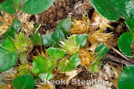 Image result for Alternanthera pungens