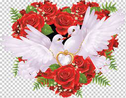 يرجى من المختصين في مجالها مراجعتها وتطويرها. Columbidae Ø§Ù„Ø·ÙŠÙˆØ± Ø­Ù…Ø§Ù…Ø© Ø§Ù„Ø²ÙØ§Ù Ø§Ù„Ù…Ø­Ù„ÙŠØ© Ø§Ù„Ø²ÙØ§Ù Love Flower ØªØ±ØªÙŠØ¨ Ø§Ù„Ø¥Ø¬Ø§Ø²Ø§Øª Png