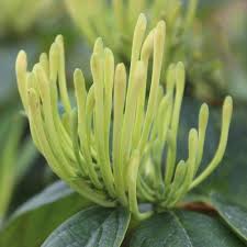 Image result for Lonicera confusa