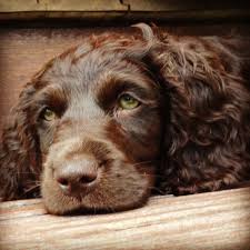 All puppies come with bss and akc registration papers. Boykin Spaniel Puppies Boykin Spaniel Society