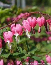 Dicentra Spectabilis