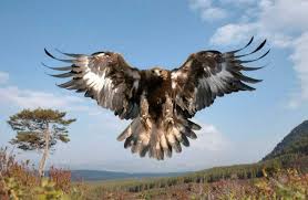 Kumpulan gambar tentang poto burung rajawali, klik untuk melihat koleksi gambar lain di kibrispdr.org. 93 Gambar Burung Garuda Terbang Paling Keren Gambar Pixabay