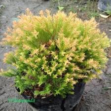 Bunga matahari atau biasa disebut sunflower tidak hanya memiliki bentuk mirip dengan matahari, tetapi pertumbuhannya juga sangat bergantung pada intensitas sinar matahari. Jual Tanaman Bunga Matahari Mini Hp 085608566034