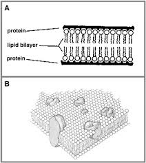The cell membrane (or plasma membrane) is the thin outer layer of the cell that differentiates the cell from its environment. The Basic Structure And Dynamics Of Cell Membranes An Update Of The Singer Nicolson Model Sciencedirect