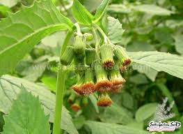 Image result for Blumea