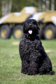 Black Russian Terrier Dogs Breed Information Omlet