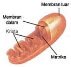 Mitokondria memiliki fungsi lain seperti metabolisme asam lemak, homoeostesis pirimidina, dan penghasil energi berupa adenosina trifosfat pada lintasan katabolisme. Pengertian Mitokondria Dan Fungsinya