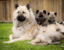 Apr 09, 2015 · breeding continued during and after wwii, with 22 puppies registered in 1945 and 27 in 1947. Eurasier Dogs And Breeders In Canada Canadogs