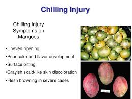 Ppt Postharvest Handling Of Mango Powerpoint Presentation Free Download Id 4783235