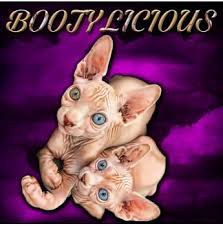 Get a ragdoll, bengal, siamese and more on kijiji, canada's #1 local classifieds. Registered Sphynx Cat Breeders Australia