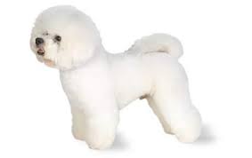 Bichon Frise Dog Breed Information Pictures