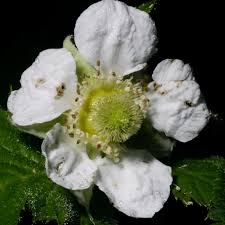 Image result for Rubus kirungensis