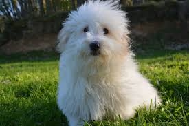 10 Best Dog Breeds For Apartment Living Coton De Tulear Rare Dog Breeds Rare Dogs Dog Breeds