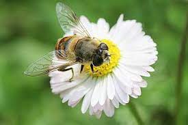 We have wide range of seeds, bulbs, garden accessories and onion sets. How Native Irish Seed Bombs Benefit Our Bees Wildflower Seed Bomb Mix