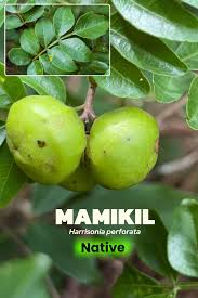 Image result for Harrisonia