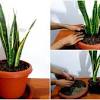 When you transfer your succulents inside, the watering frequency and the amount of water you should be giving are changed. 1