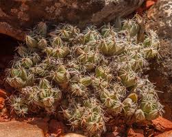 Image result for Dipcadi marlothii