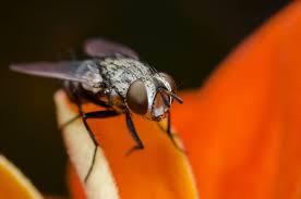 Fruit Flies Show Impacts Of Climate Change Environmental Watch Fruit Flies Green News Climates