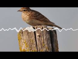 L'alouette lulu est un oiseau que l'on identifie selon les circonstances à la silhouette, au plumage et à la voix. L Alouette Des Champs L Un Des Plus Grands Melomanes Au Monde Youtube