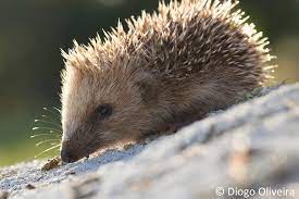 European Hedgehog Cute Animals Animals Animals Wild