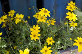 Bidens, cosmopolitan genus of weedy herbs in the family asteraceae, consisting of about 230 species. Bidens Ferulifolia Bbc Gardeners World Magazine