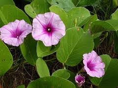Image result for Ipomoea involucrata