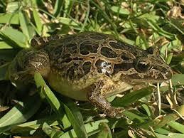 Image result for Rhynchotropis poggei