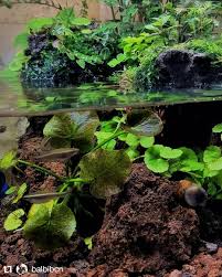 Image result for Nymphoides senegalensis