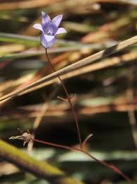 Image result for Wahlenbergia capillacea