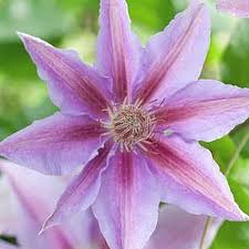 Check spelling or type a new query. Shop Clematis John Paul Ii Online Plant New Day