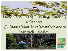Birds Chirping In The Morning Islam Pin By Fatima Timol On Allahs Test Sounds Of Birds My Love Allah