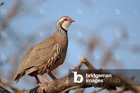 Image result for Alectoris rufa