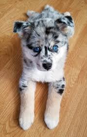 Vip puppies works with responsible pomsky breeders across the united states. Pomsky Puppy Breeder