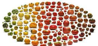 Indeterminate tomatoes form vining plants that produce new vegetative growth throughout the growing season. Blog Not Found Heirloom Tomatoes Varieties Tomato Varieties Heirloom Tomatoes
