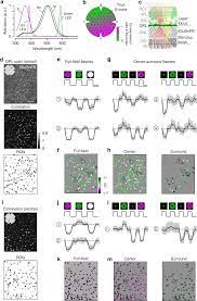 Neural Circuits In The Mouse Retina Support Color Vision In The Upper Visual Field Nature Communications