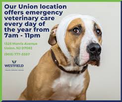 Maybe you would like to learn more about one of these? Veterinarian And Emergency Vet Care In Union Tapinto